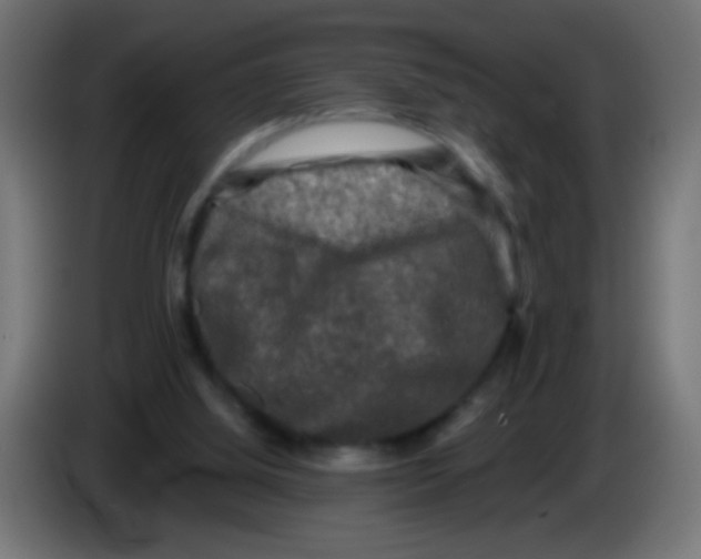 X0000086050060200704132005