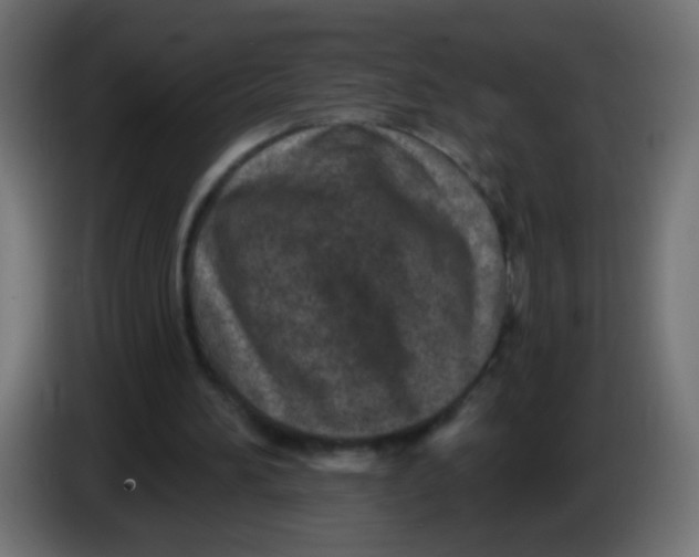 X0000086050196200704132003