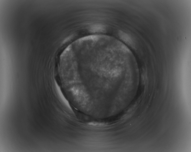 X0000086050211200704132003