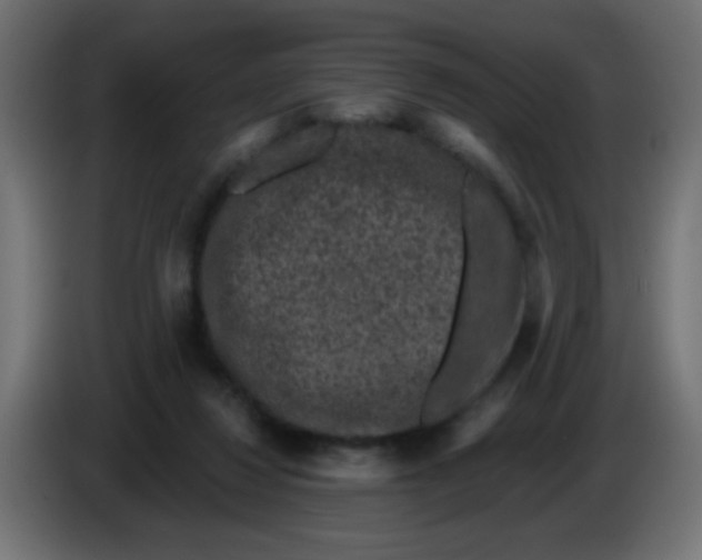 X0000086050260200704132002