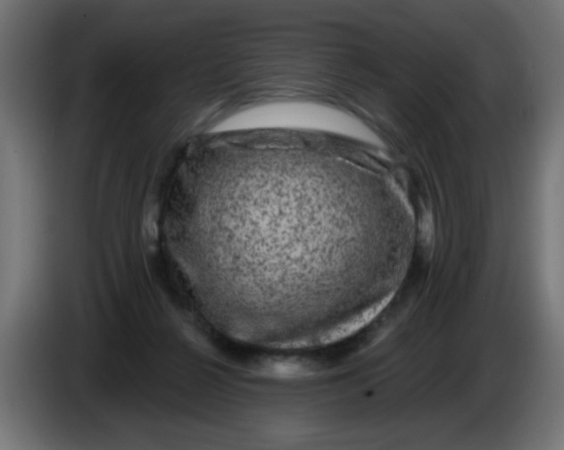 X0000086050264200704132002