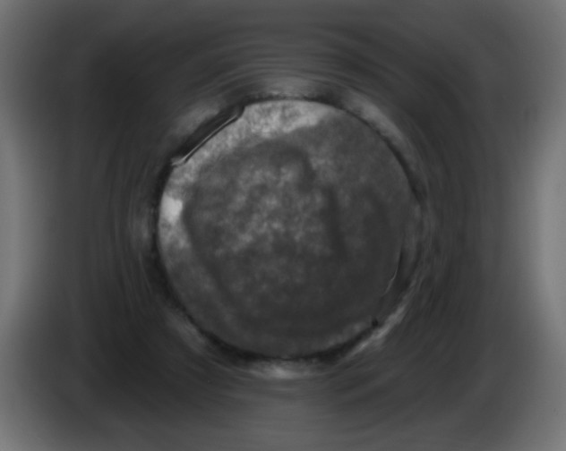 X0000086050305200704132002
