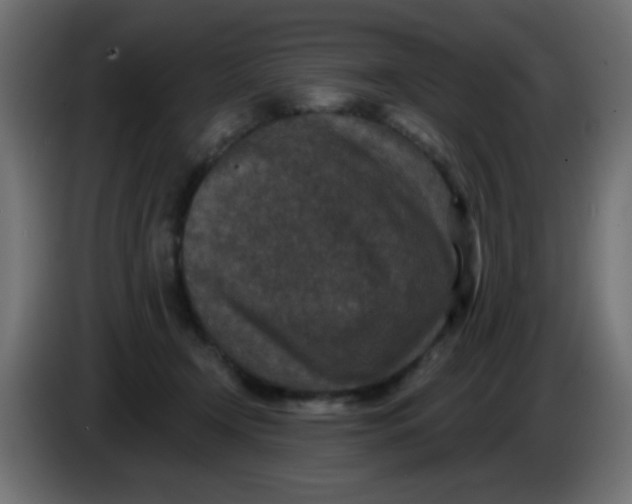 X0000086050366200704132001