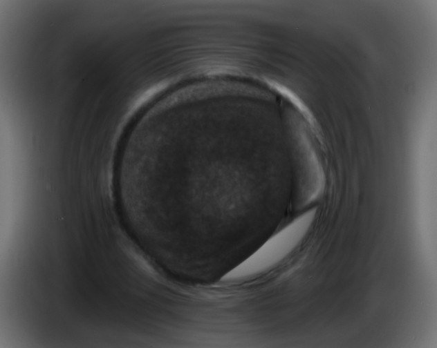 X0000086050391200704132001