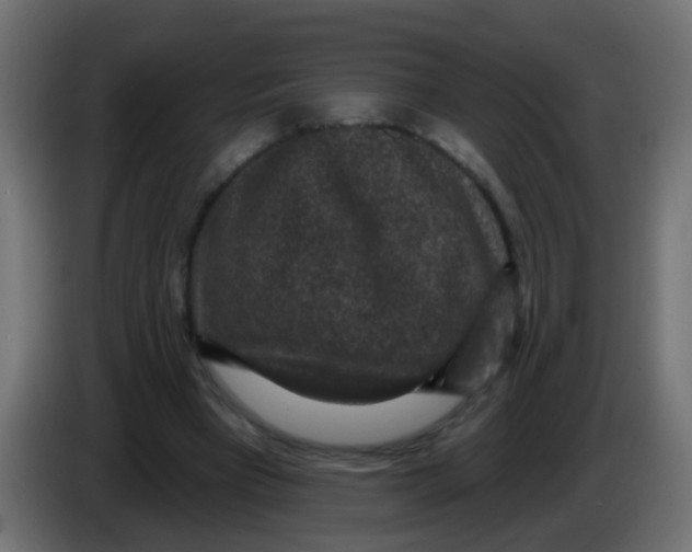 X0000086050393200704132001