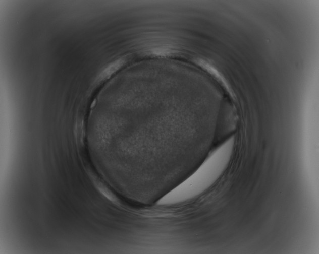 X0000086050397200704132001