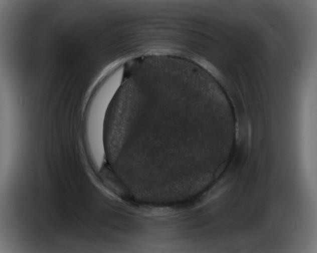 X0000086050438200704132000