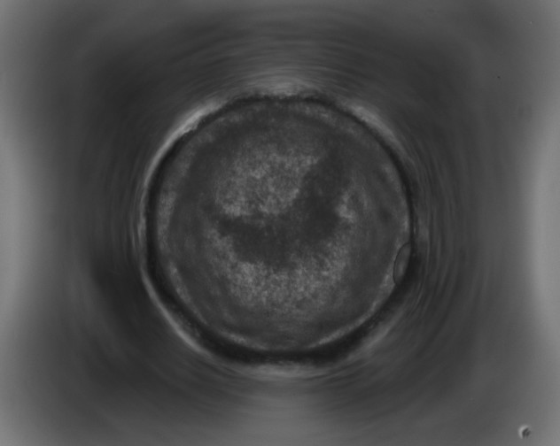 X0000086050630200704131957