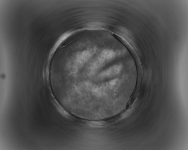 X0000086051196200704131949