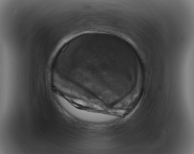 X0000086051506200704131945