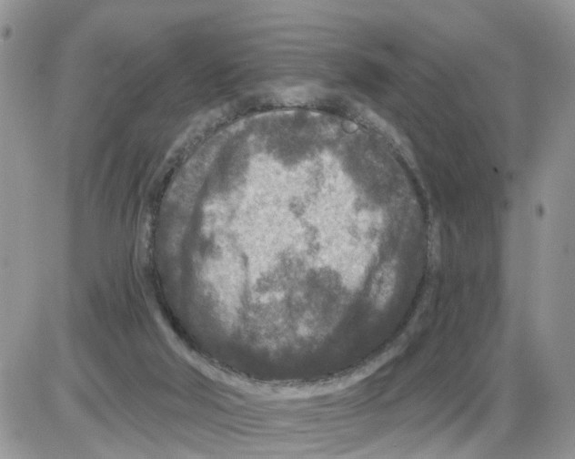 X0000086050018200704202047