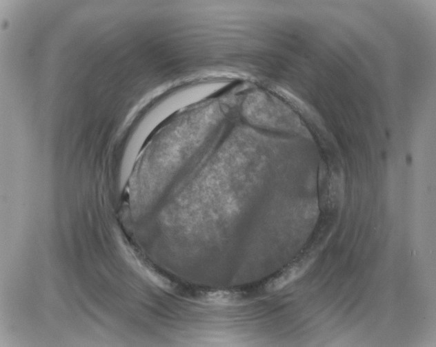 X0000086050064200704202046