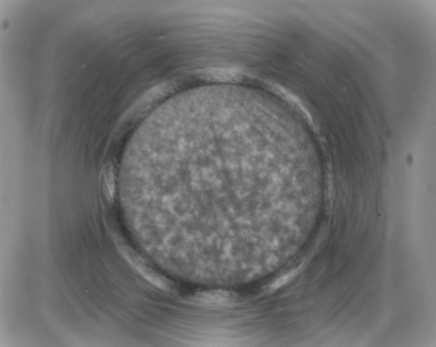 X0000086050069200704202046