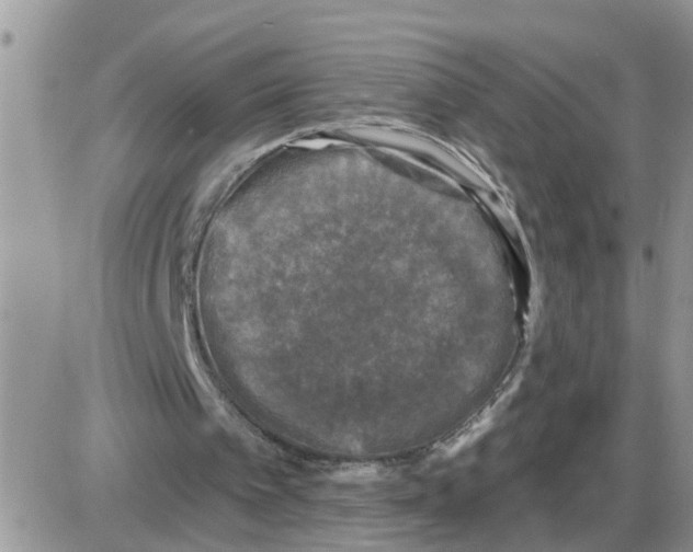 X0000086050097200704202046