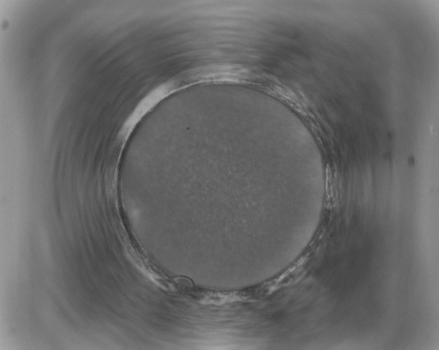 X0000086050099200704202046