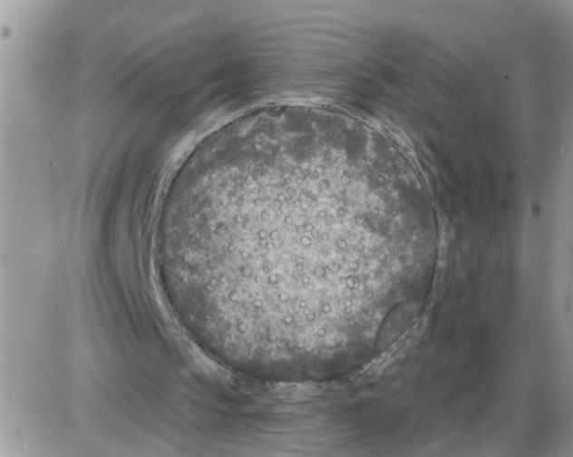 X0000086050145200704202044