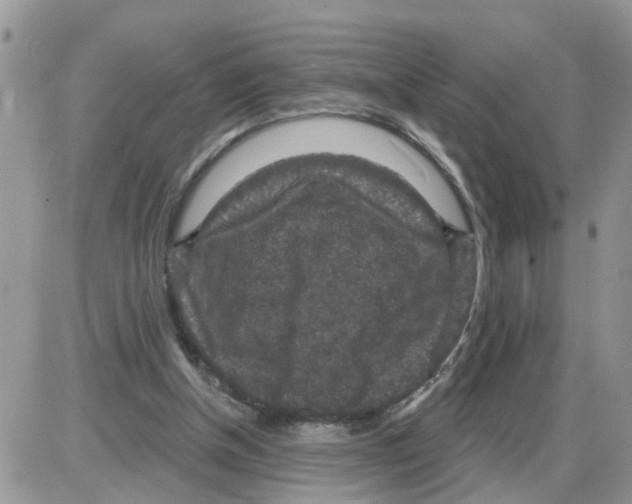 X0000086050154200704202044