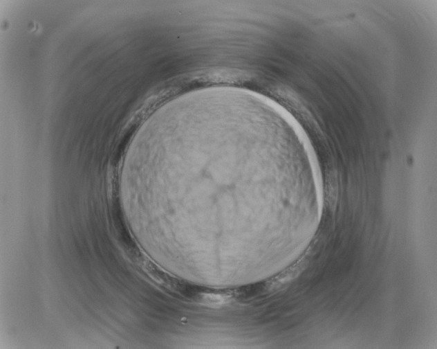 X0000086050167200704202045