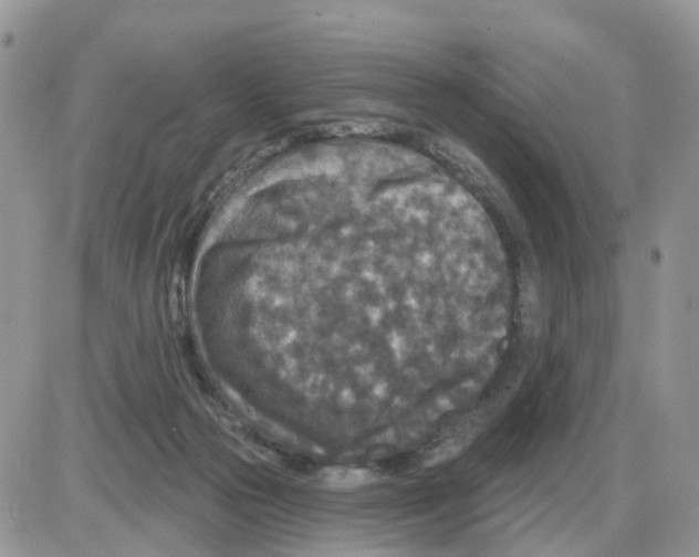 X0000086050169200704202045