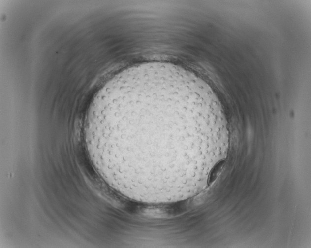 X0000086050171200704202045