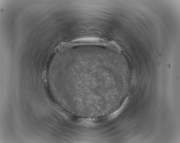 X0000086050182200704202045