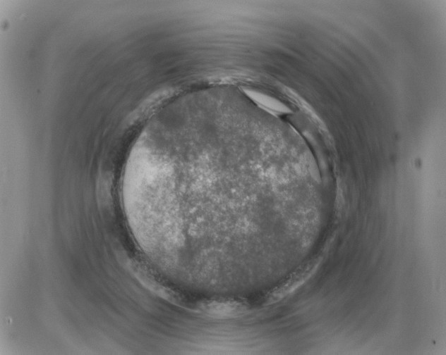 X0000086050209200704202044