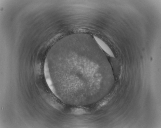 X0000086050224200704202044