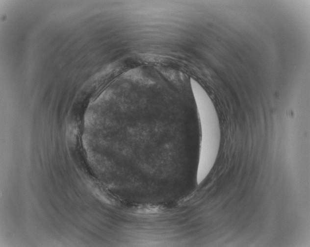 X0000086050235200704202044