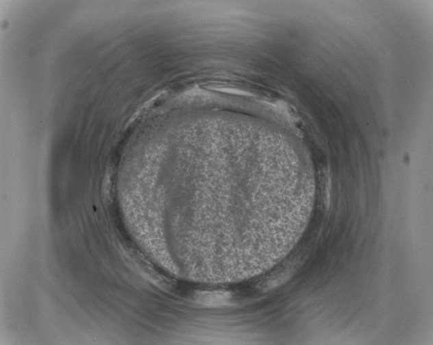 X0000086050266200704202043