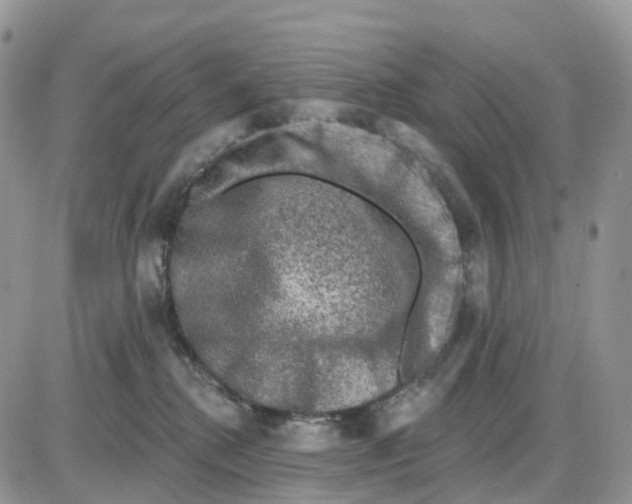 X0000086050280200704202043