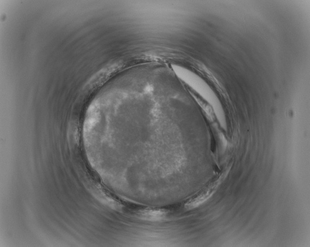 X0000086050313200704202042