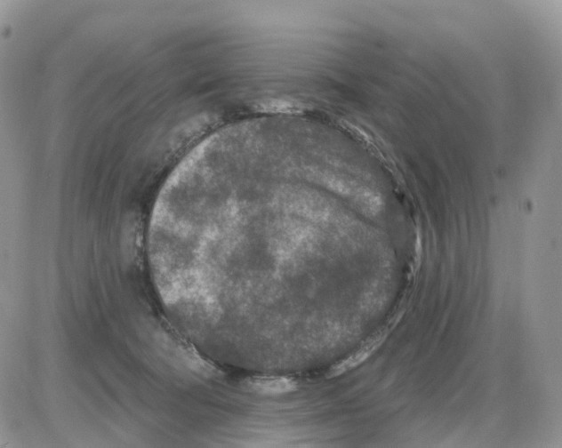 X0000086050322200704202042