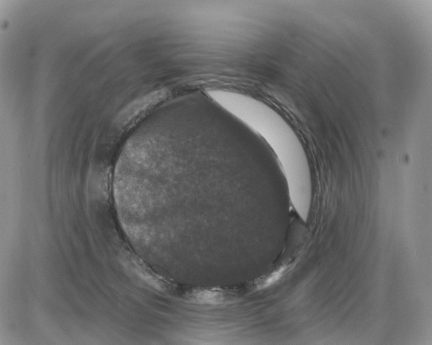 X0000086050325200704202042