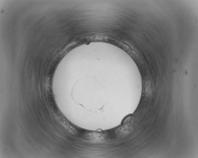 X0000086050326200704202042