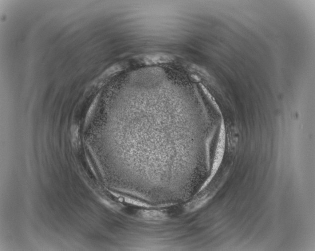 X0000086050327200704202042