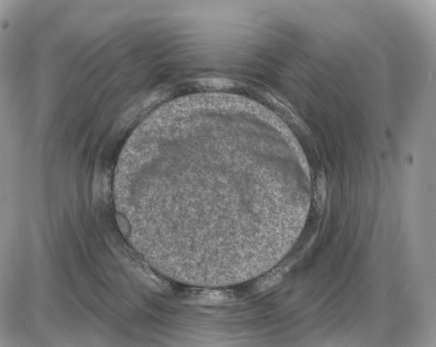 X0000086050330200704202042