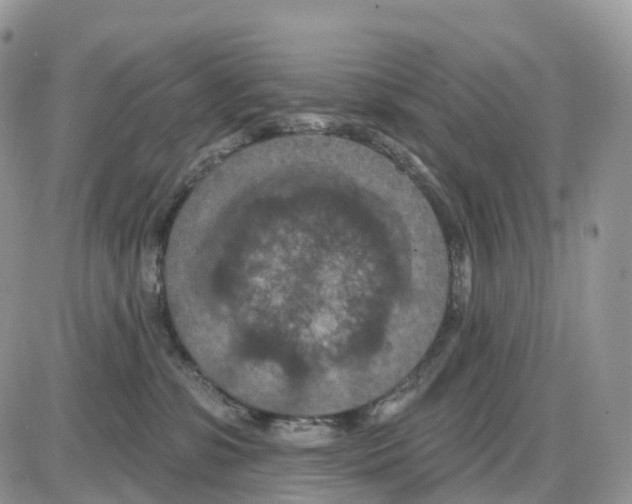 X0000086050331200704202042