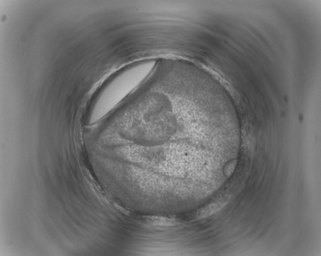 X0000086050347200704202041