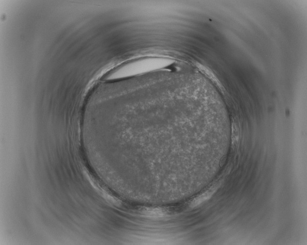 X0000086050349200704202041