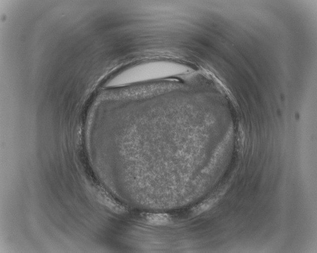 X0000086050355200704202041