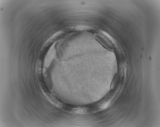 X0000086050356200704202042