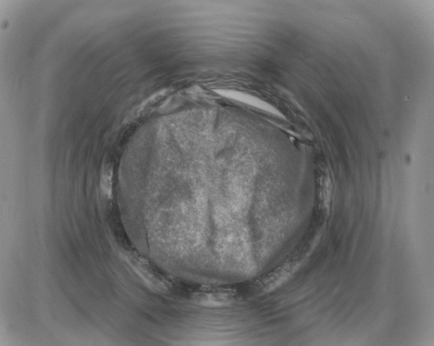 X0000086050368200704202042