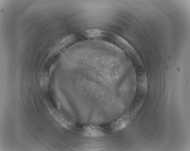 X0000086050372200704202042