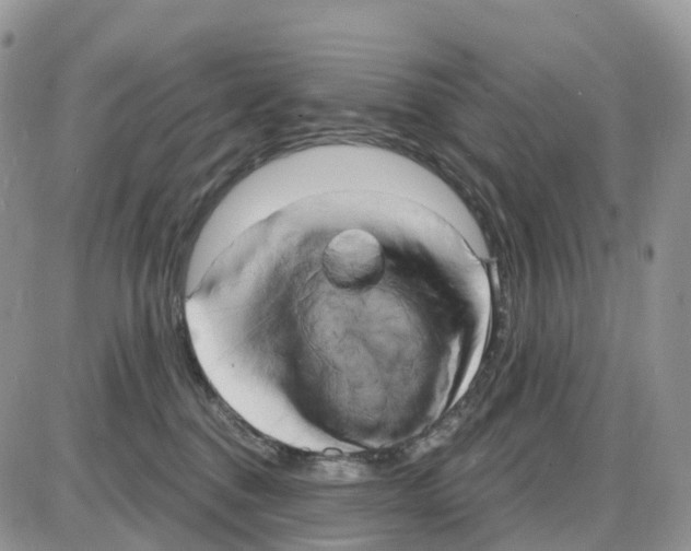 X0000086050376200704202042