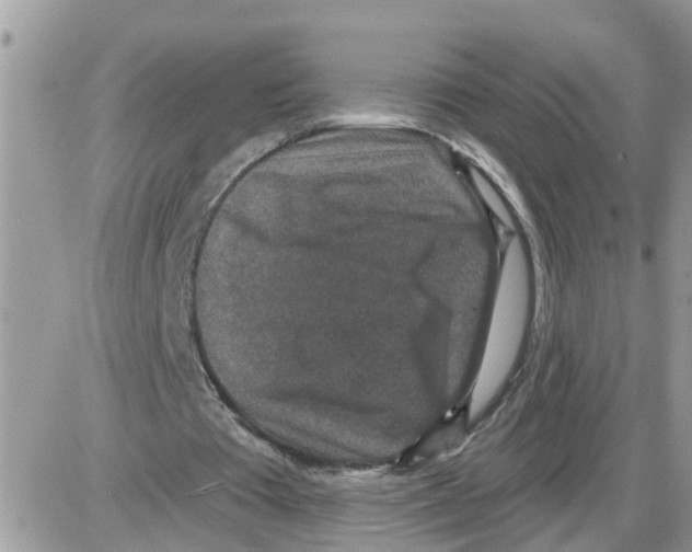 X0000086050385200704202041