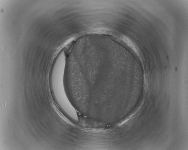 X0000086050389200704202041