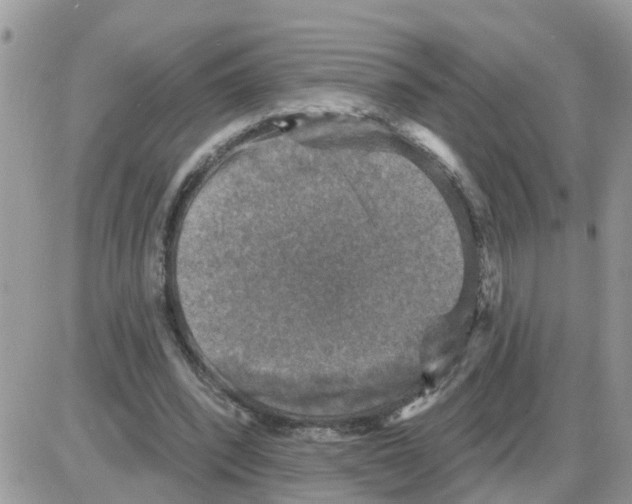 X0000086050392200704202041