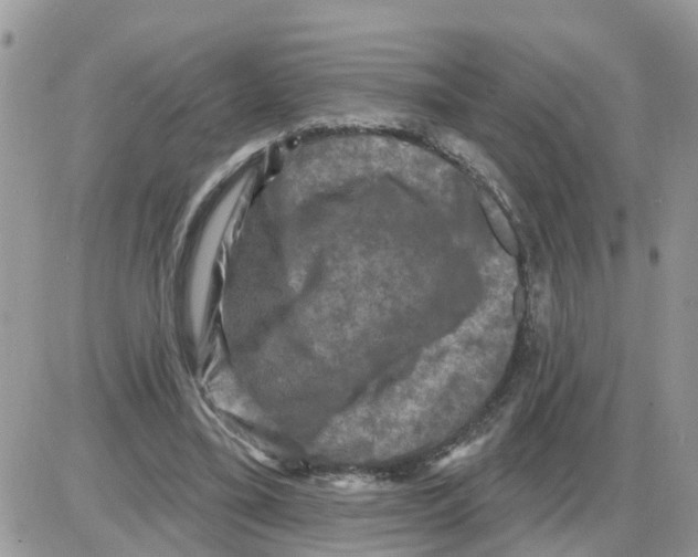 X0000086050395200704202041