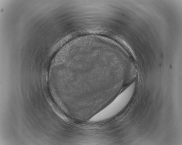 X0000086050397200704202041