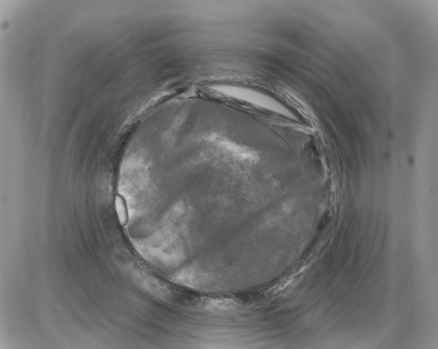 X0000086050401200704202041